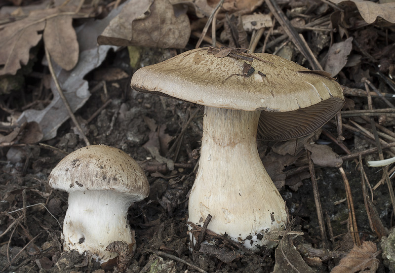 Cortinarius infractus